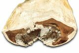 Polished Petrified Wood (Cherry) Limb Section - McDermitt, Oregon #346217-1